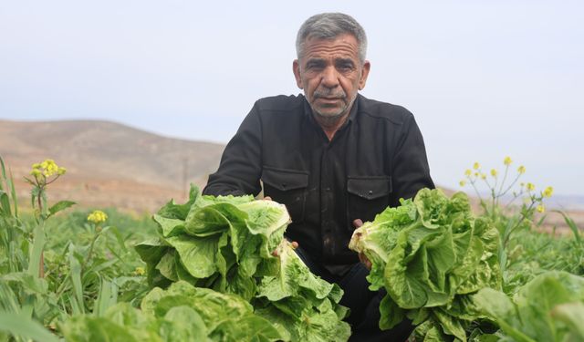 Amik Ovası'nda yaşanan kuraklık marul hasadında verimi olumsuz etkiledi