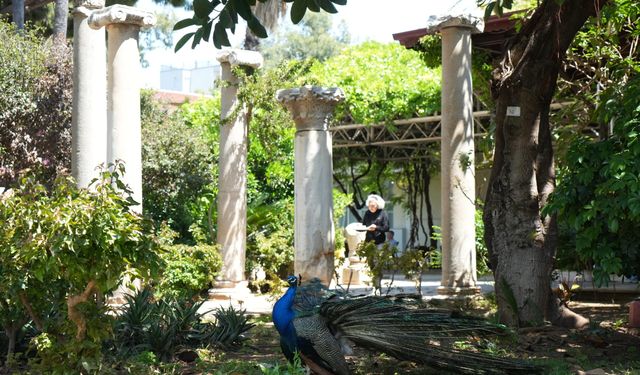 Antalya Arkeoloji Müzesi'nin renkli nöbetçileri tavus kuşları