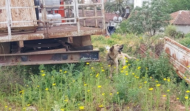 Antalya’da tüp kamyonuna zincirle bağlanıp bakımı ihmal edilen köpeğe polis sahip çıktı
