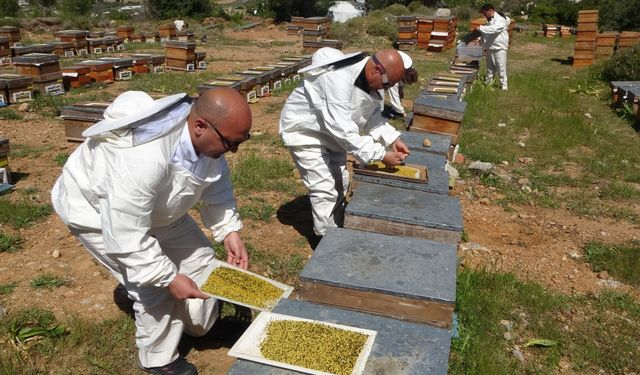 Bahar meyvesini verdi: Şifa deposu polende hasat başladı