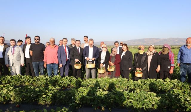 Depremzede çiftçiyi kalkındıracak projede çilek hasadına başlandı