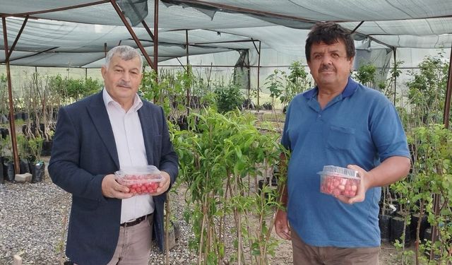Gazipaşa’da sezonun ilk kiraz hasadı yapıldı