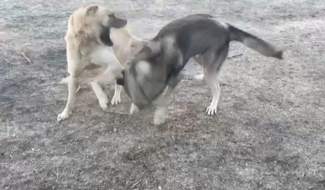Kahramanmaraş'ta kaydedilen köpek dövüşü görüntüleri tepki çekti