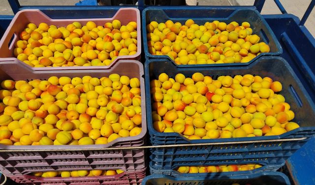 Kayısıda ilk hasat yapıldı: 500 TL'den alıcı buldu
