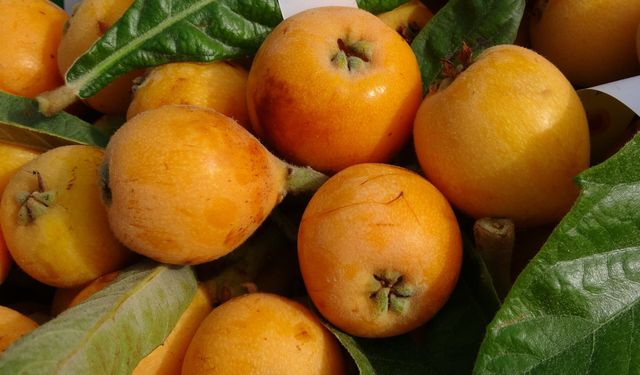 'Sarı altın' yenidünyada hasat başladı