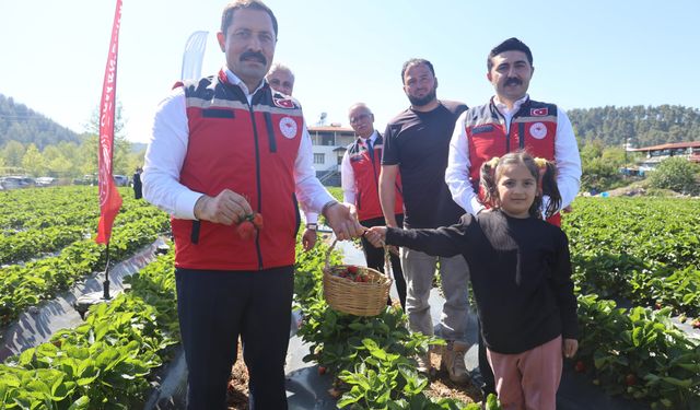 Vali Masatlı: "Bu sene çilekten 9 bin 300 ton rekolte bekliyoruz"