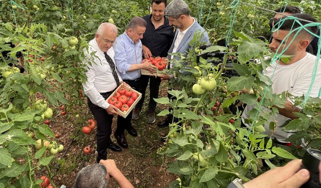 Uluslararası FoodFest Antalya Gastronomi Festivali kapsamında domates hasadı yapıldı