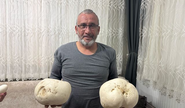 Ispartalı doğasever yürüyüş sırasında "dev mantarlar" buldu