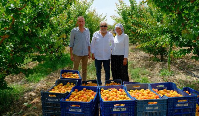 Tescilli Mut kayısısında hasat mesaisi sürüyor