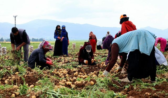 Adana’da patates hasadı başladı, tarlada kilogramı 22-24 lira