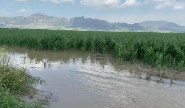 Adana’da sağanak ve dolu, tarım arazilerine büyük zarar verdi