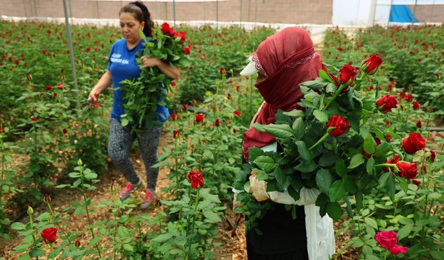 Anneler Günü öncesi gülde dikkat çeken fiyat marjı: Bahçede 5, çiçek sitelerinde 80-100 TL
