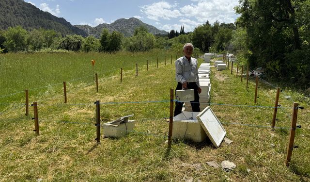 Antalya'da arı kovanlarına dadanan ayılara elektrik telli önlem