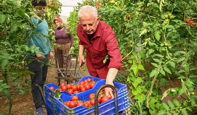 Antalya'da ilçe belediye başkanı serada mesai yaptı