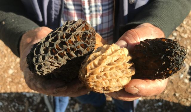 Antalya'da 'kuzugöbeği mantarı' sezonu başladı