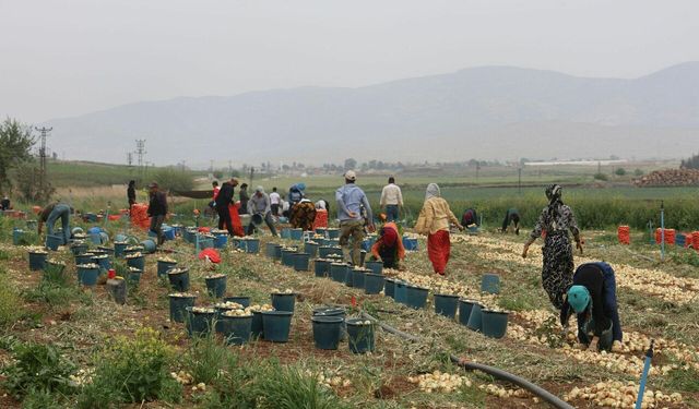 Don ve kuraklığın rekolteyi etkilemediği soğan, tarladan 8 TL'den alıcı buluyor