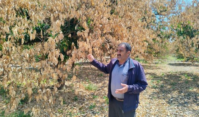 Hatay’da don felaketi sonrası kuruyan narenciye ağaçları kesildi