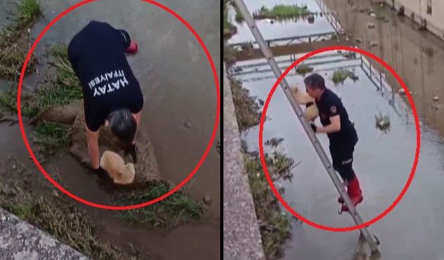 Hatay’da kanalda mahsur kalan kediyi itfaiye kurtardı