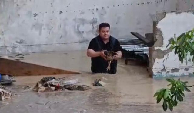 Kadirli’de sağanak felaketi: Dere taştı, tavuklar telef oldu
