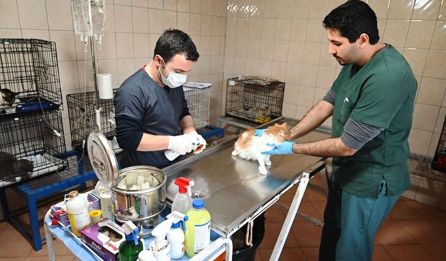 Kemer Barınağında Nisan ayında 210 hayvan kısırlaştırıldı