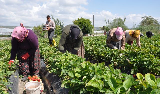 Mersin'de açık alanda üretilen tescilli Silifke çileğinde hasat sürüyor