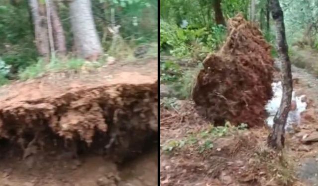 Osmaniye’de fırtına ağaçları kökünden söktü