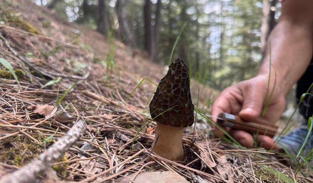 Toplaması bir tutku: Torosların bereketi "Kuzugöbeği" mantarı