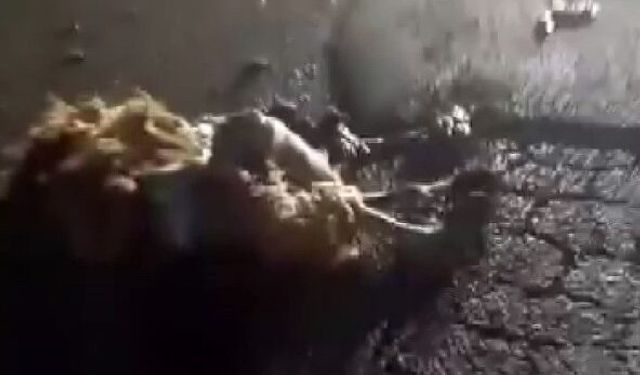 Otomobil çarptı hayvanlar telef oldu