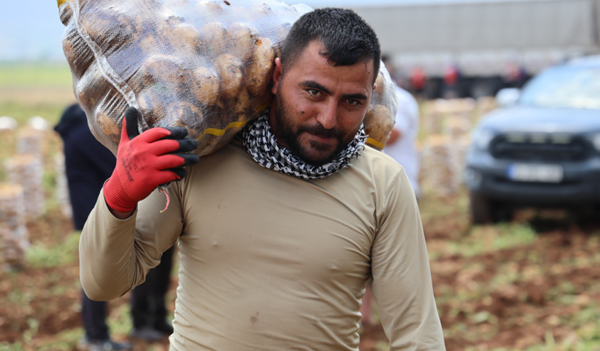 Patates yükleyip 100 bin lira kazanıyorlar! “Bu işi herkes yapamaz”
