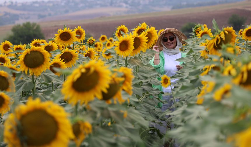 Adana'da ayçiçekler açtı, tarlalar fotoğrafçılarla doldu