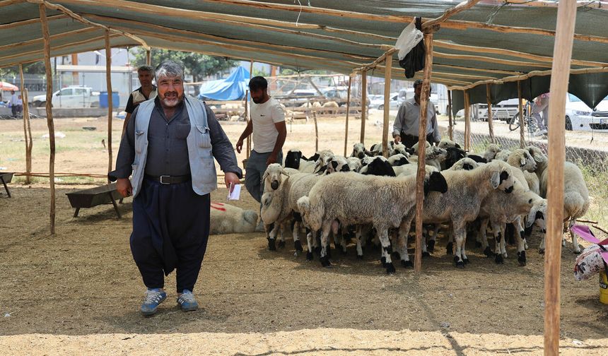 Adana’da kurban pazarı ikinci gün şaşırttı: Fiyatlar yüzde 40 geriledi