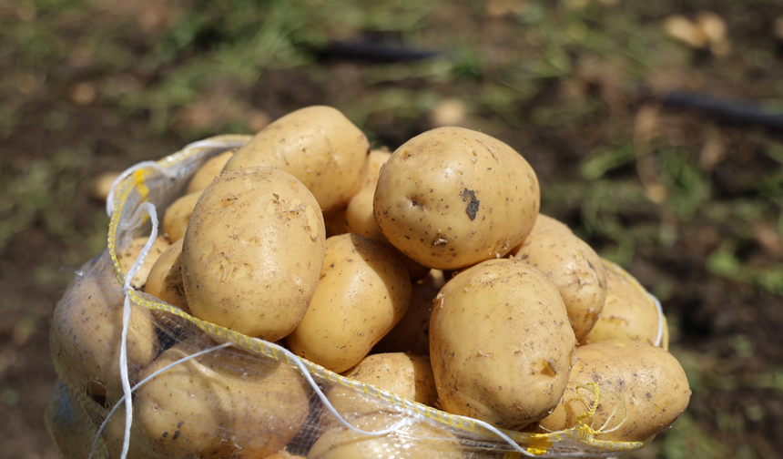 Adana'da patates üreticisinin yüzü gülmedi: Fiyatlar yarı yarıya düştü