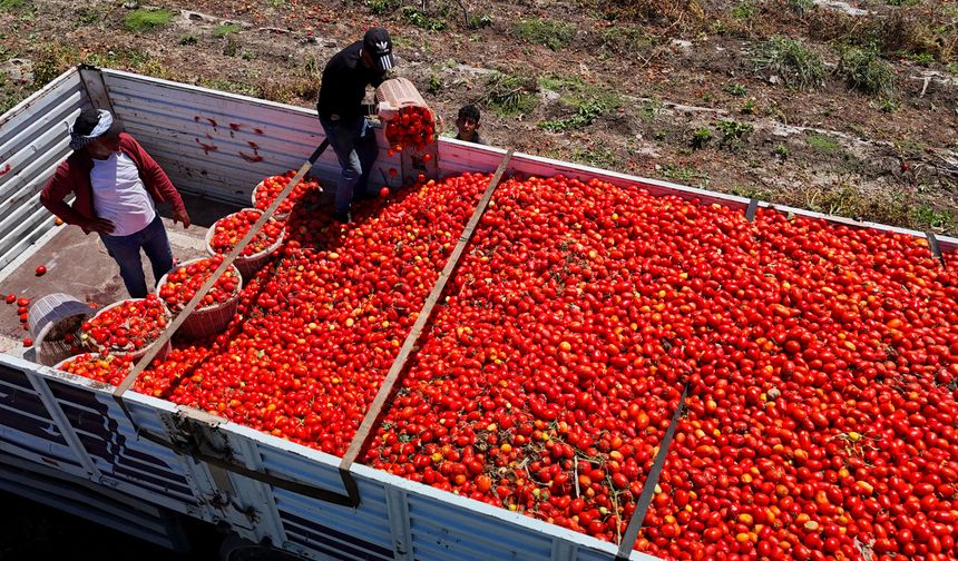 Domates tarlada kaldı: Üretici maliyeti bile çıkaramıyor