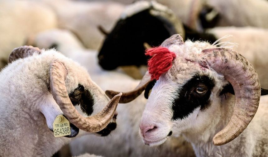 Adana’da kurbanlık fiyatları dudak uçuklattı