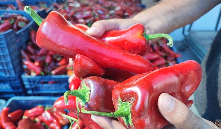 Tufanbeyli’de salçalık biber fidesi başvuruları başlıyor
