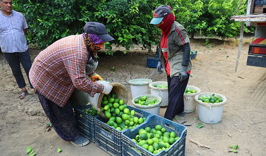 150 Liralık Limon İçin Adana’da Hasat Mesaisi Başladı