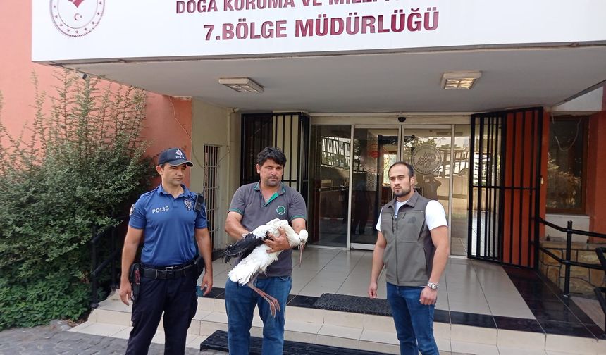 Adana’da yaralı leylek tedavi altına alındı