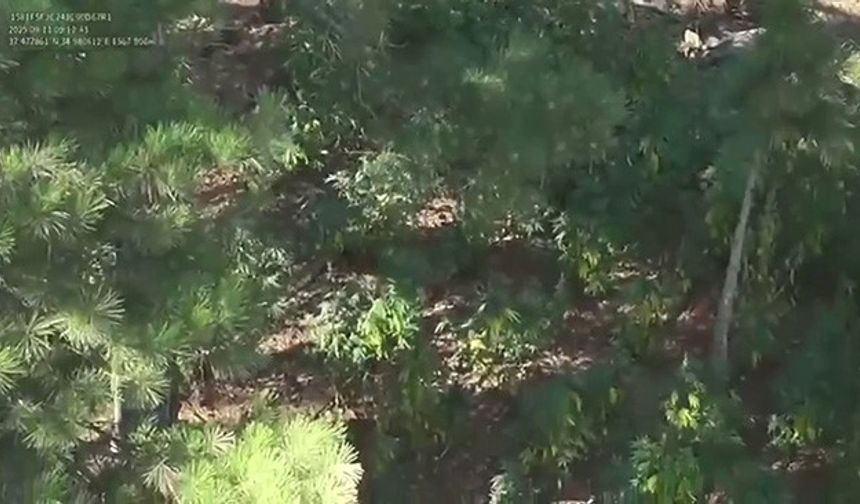 Adana’da ormanda uyuşturucu operasyonu: 2 gözaltı
