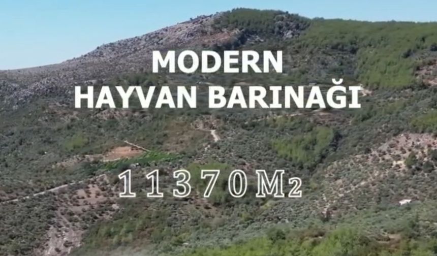 Kozan’da Hayvanlar İçin Bir İlk: Geri Sayım Başladı!