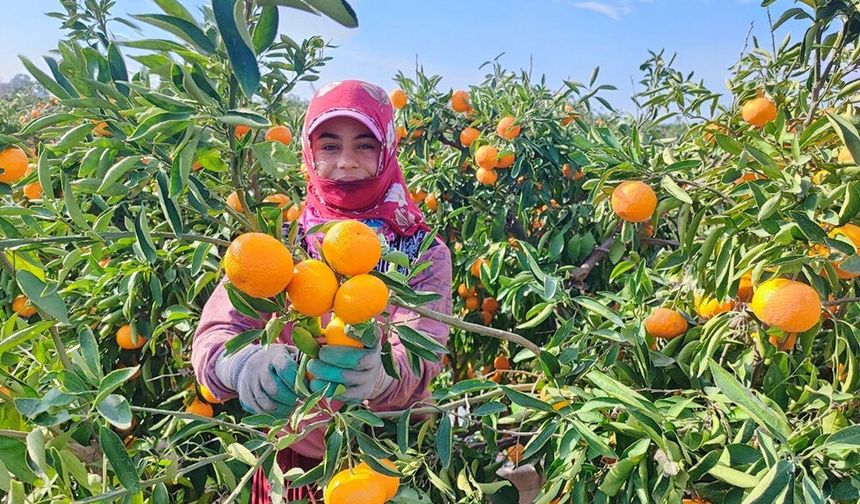 Adanalı narenciye üreticileri dikkat! Ekim ayı bakım takvimi açıklandı