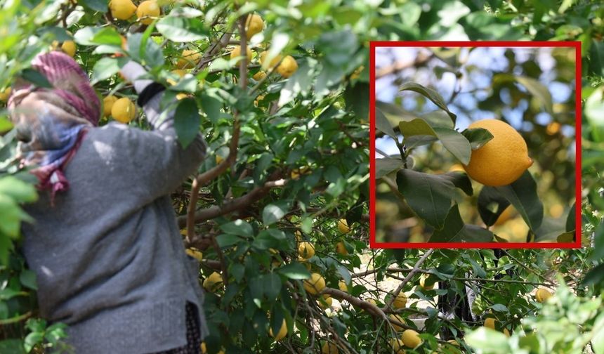 Kozan’da Limon Altınla Yarışıyor! Dalında 60 TL