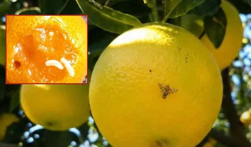 Adana'da Akdeniz meyve sineğine karşı kritik uyarı