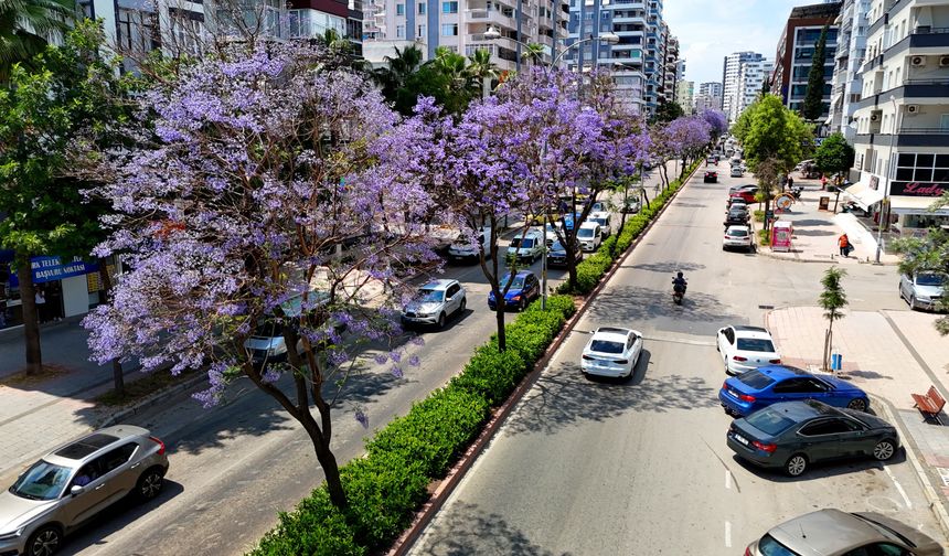 Adana bir anda mora büründü! Jakaranda çiçekleri kenti renklendirdi