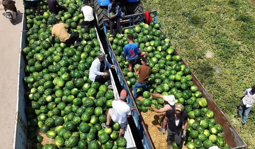 Adana'da yazın gelişi karpuzla tescillendi!