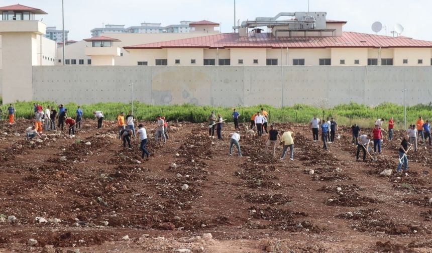 Bağımlılıkla mücadele eden hükümlüler 5 Bin fidan dikti