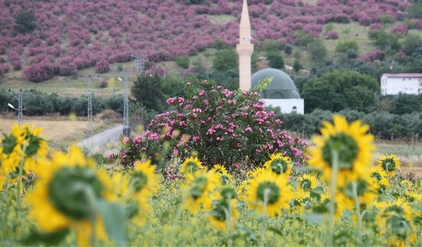 Kozan’da kartpostallık manzara: Pembe ve sarının muhteşem uyumu
