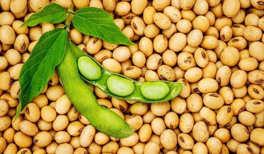 Adana soya fasulyesi üretiminde Türkiye lideri oldu