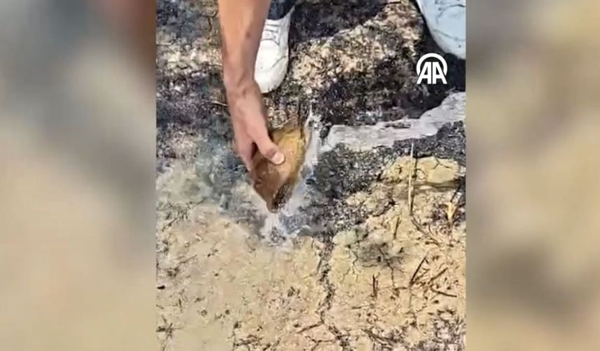 Adana'da alevlerin arasında kalan kaplumbağa kurtarıldı