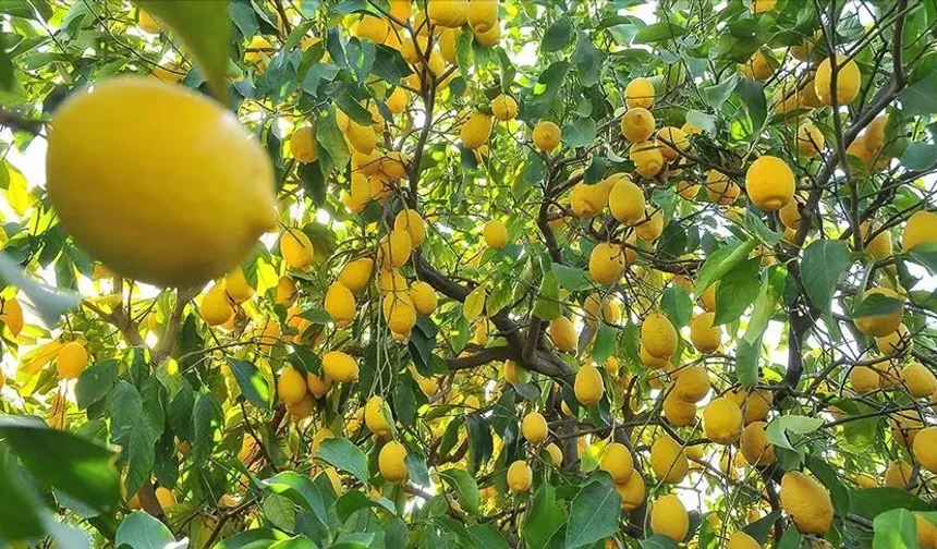 Kozan Gençlik Merkezi'nden sağlıklı yaşam hamlesi
