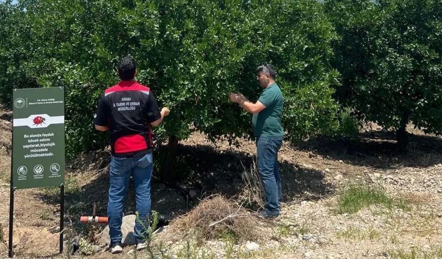 Kozan'da biyolojik mücadele çalışmaları sahada sürüyor
